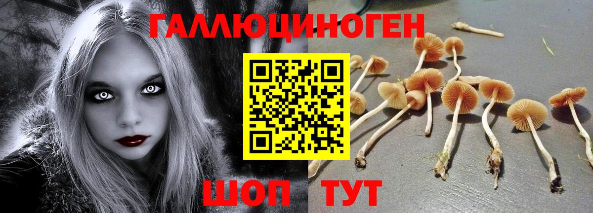 Галлюциногенные грибы Magic Shrooms Курчалой